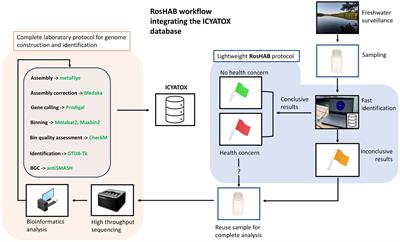 Rapid on-site detection of harmful algal blooms: real-time cyanobacteria identification using Oxford Nanopore sequencing